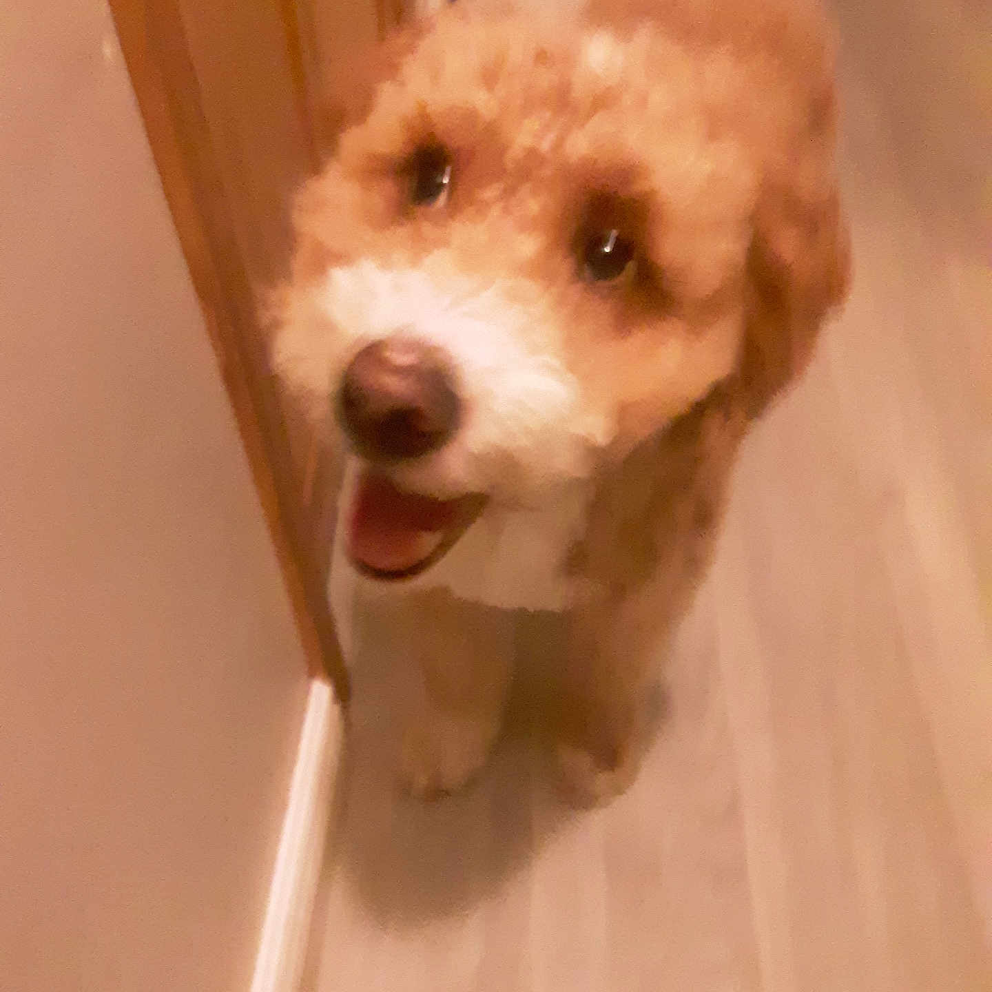 Shilo