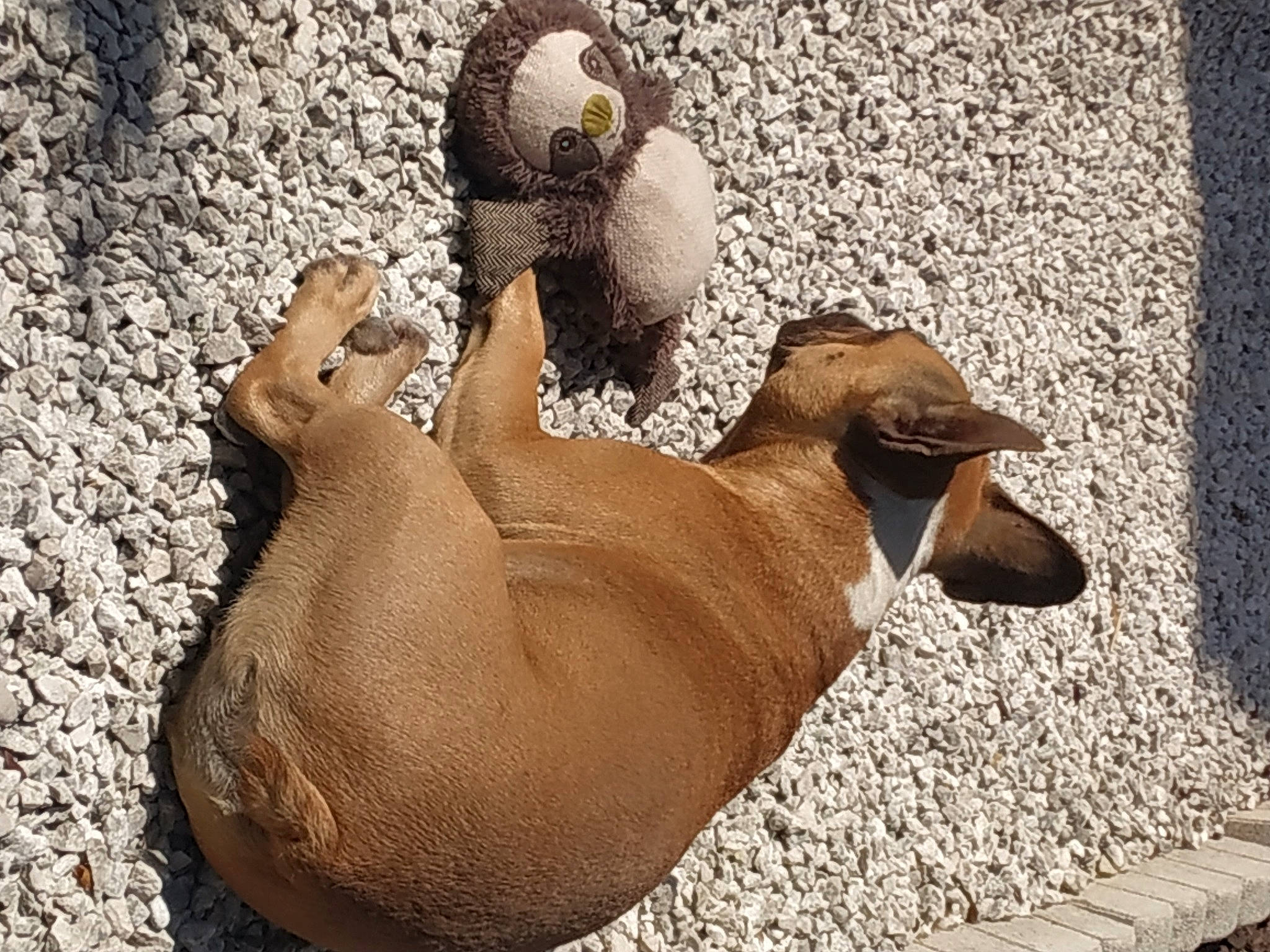 Mocha a rejoint le concours — aidez-le/la à gagner de superbes lots ! beak, bird, california_sea_lion, fawn, flightless_bird, foot, fur_seal, human_leg, landscape, livestock, rock, seabird, seal, snout, soil, steller_sea_lion, terrestrial_animal, toy, wildlife, wood