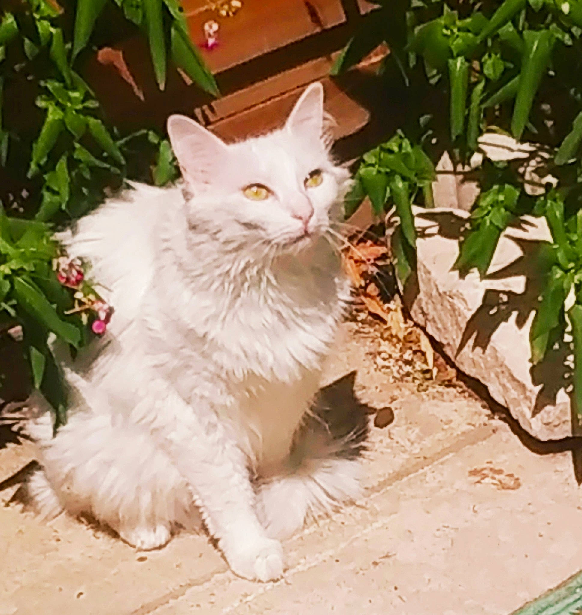 Riley participe au concours pour gagner de l'argent avec cette photo : carnivore, cat, domestic_short_haired_cat, eye, felidae, fur, grass, paw, photo_caption, plant, sitting, small_to_medium_sized_cats, snout, tail, terrestrial_animal, whiskers, wood
