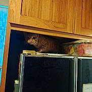 Kyle joined the competition — help win amazing prizes! cat, tabby_cat, wooden_cabinet, appliance, kitchen, curious, indoor, container, packets, black_surface, feline, pet, animal, peek, hidden, cabinet_space, household, curiosity, closeup, domestic