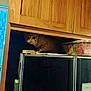cat, tabby_cat, wooden_cabinet, appliance, kitchen, curious, indoor, container, packets, black_surface, feline, pet, animal, peek, hidden, cabinet_space, household, curiosity, closeup, domestic