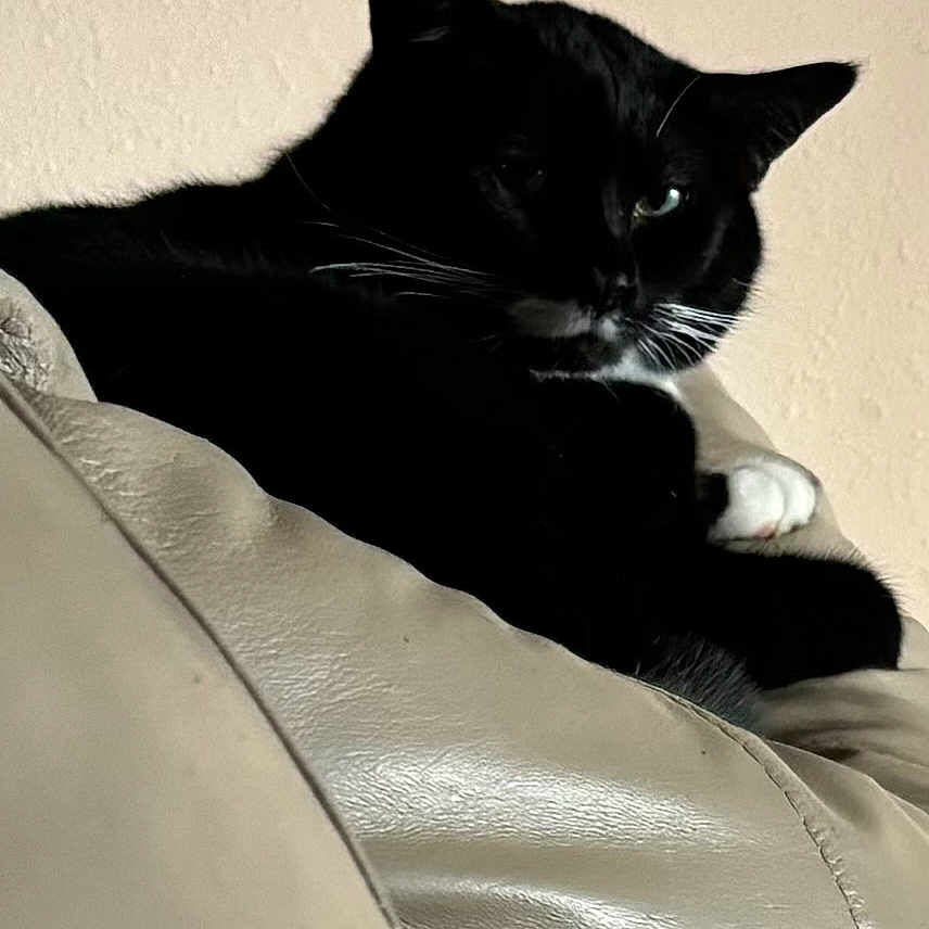 Zena