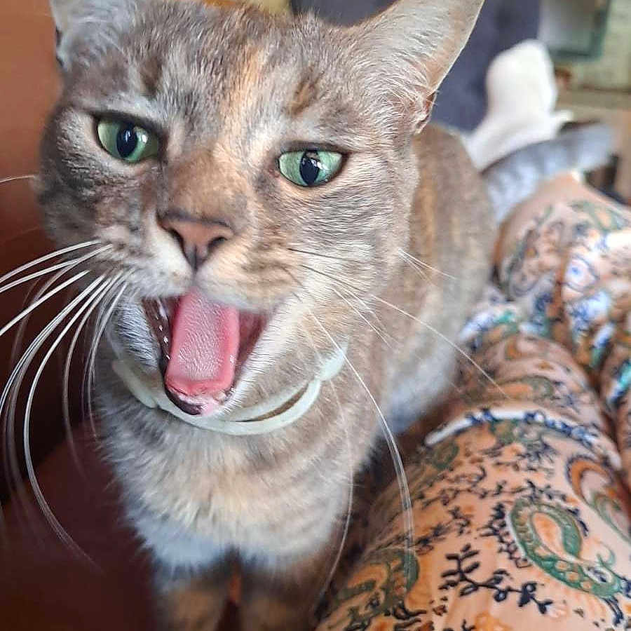 Pepper a rejoint le concours — aidez-le/la à gagner de superbes lots ! animal, background_blur, cat, close_up, collar, cozy, curious, domestic_cat, feline, fur, green_eyes, home, indoor, mouth_open, patterned_fabric, pet, relaxed, stone_wall, whiskers, wooden_beams