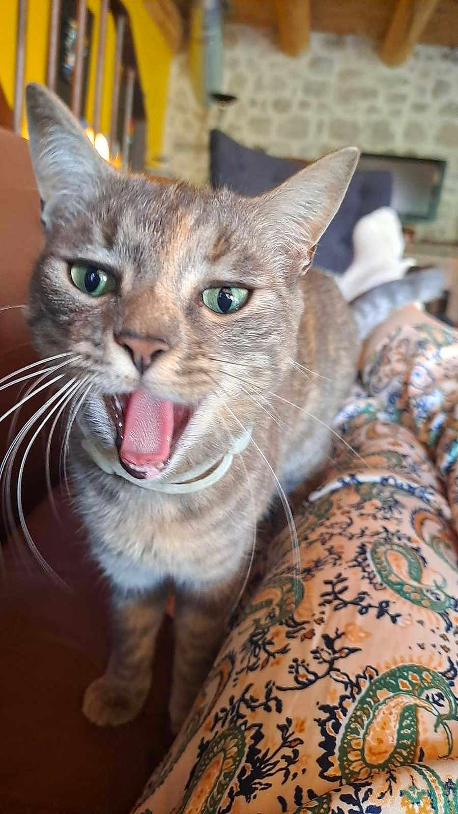 Pepper