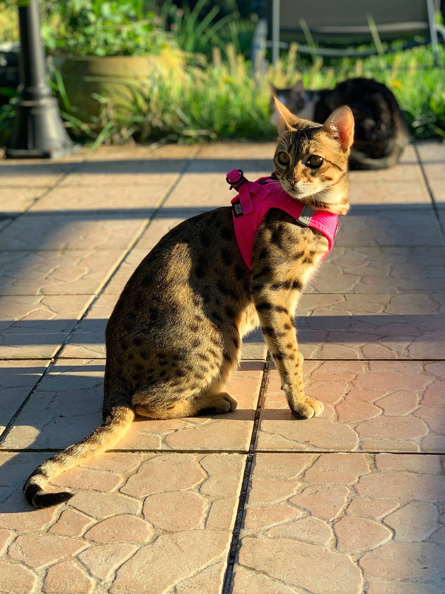 Sloan a rejoint le concours — aidez-le/la à gagner de superbes lots ! asphalt, carnivore, cat, collar, domestic_short_haired_cat, eye, fawn, felidae, flagstone, flooring, grass, leash, plant, road, road_surface, small_to_medium_sized_cats, snout, tail, terrestrial_animal, whiskers