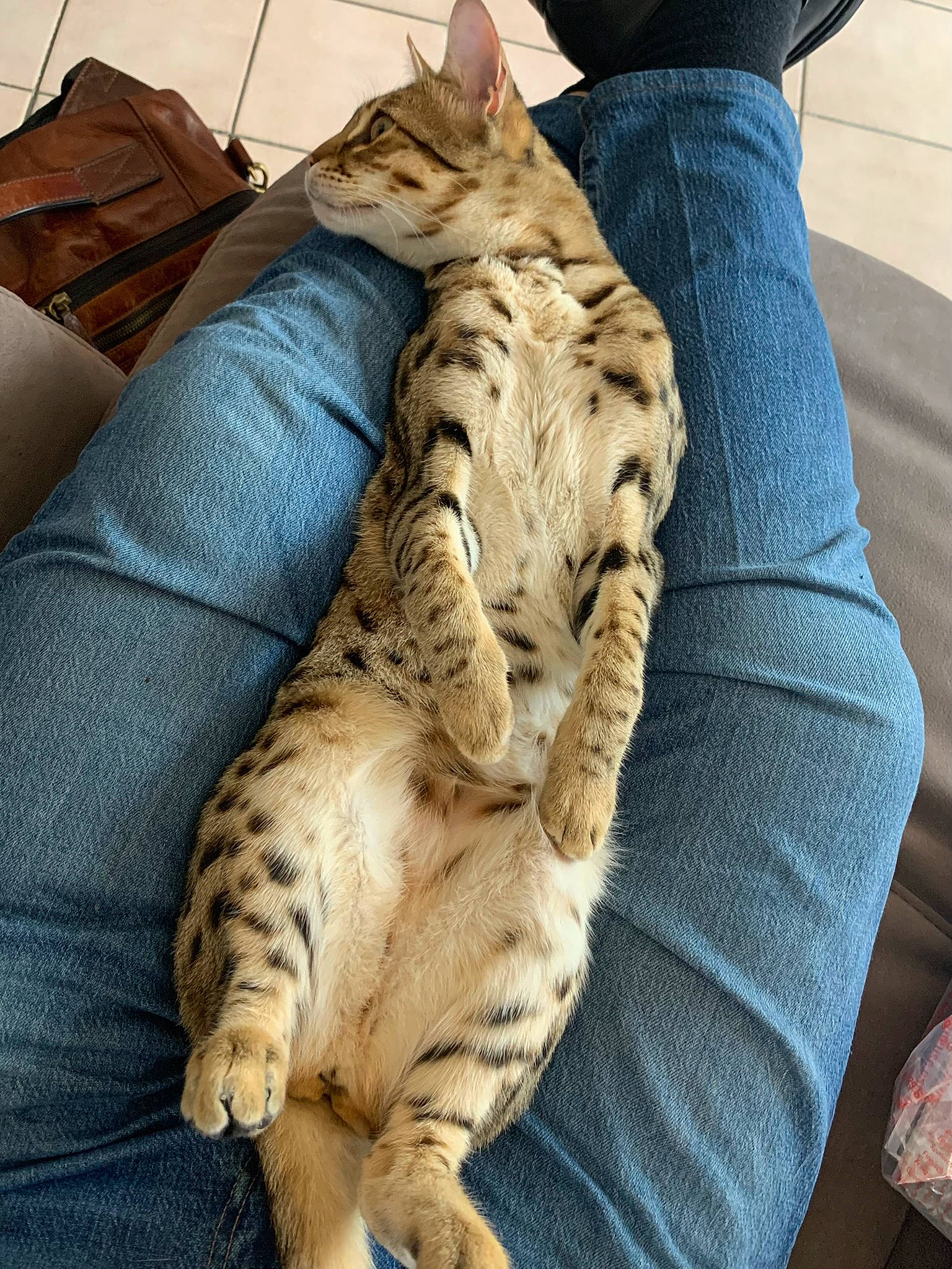 Sloan a rejoint le concours — aidez-le/la à gagner de superbes lots ! bed, big_cats, carnivore, cat, claw, comfort, couch, domestic_short_haired_cat, felidae, fur, lap, nap, paw, sitting, sleep, small_to_medium_sized_cats, snout, tail, terrestrial_animal, whiskers