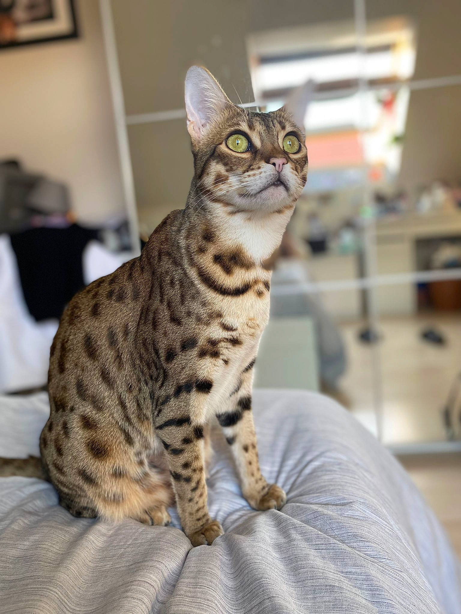 Sloan participe au concours pour gagner de l'argent avec cette photo : carnivore, cat, domestic_short_haired_cat, felidae, fur, picture_frame, sitting, small_to_medium_sized_cats, snout, terrestrial_animal, whiskers, wildlife