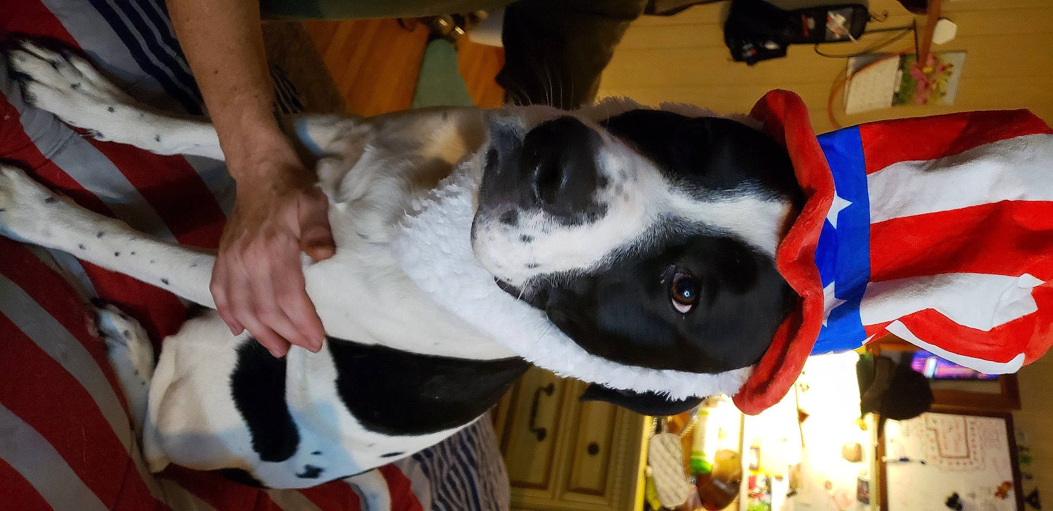 Fyve is registered to the contest to win money with this photo: canidae, carmine, carnivore, collar, companion_dog, dog, dog_breed, dog_collar, dog_supply, fang, fawn, fur, non_sporting_group, paw, pet_supply, snout, sporting_group, whiskers, working_animal, working_dog