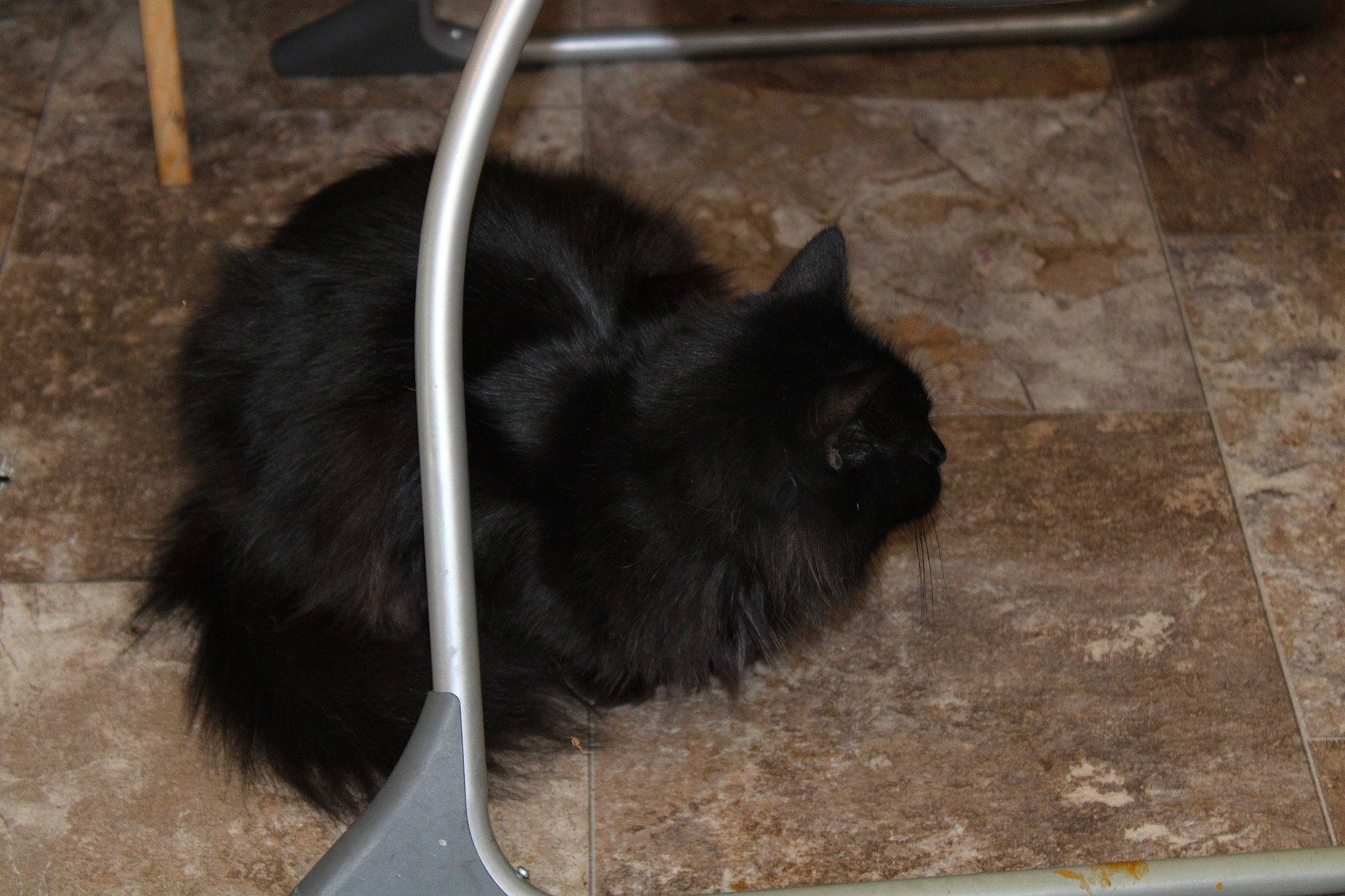 Felly joined the competition — help win amazing prizes! black_cat, canidae, carnivore, cat, dog_breed, domestic_short_haired_cat, felidae, flooring, fur, paw, road_surface, small_to_medium_sized_cats, snout, soil, tail, terrestrial_animal, whiskers
