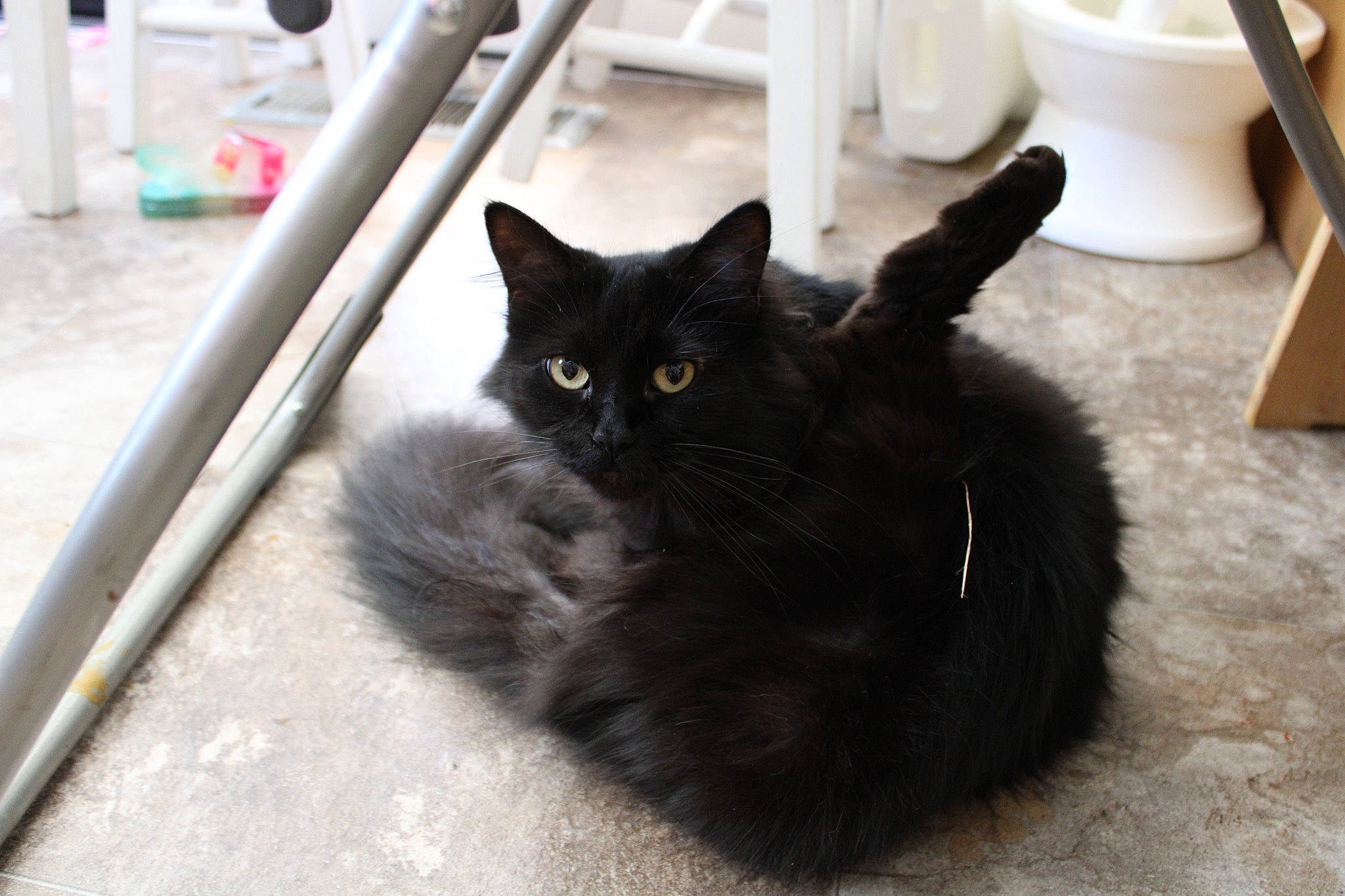 Felly joined the competition — help win amazing prizes! black_cat, bombay, carnivore, cat, claw, domestic_short_haired_cat, felidae, floor, flooring, fur, mammal, paw, porcelain, serveware, small_to_medium_sized_cats, snout, tail, terrestrial_animal, vertebrate, whiskers