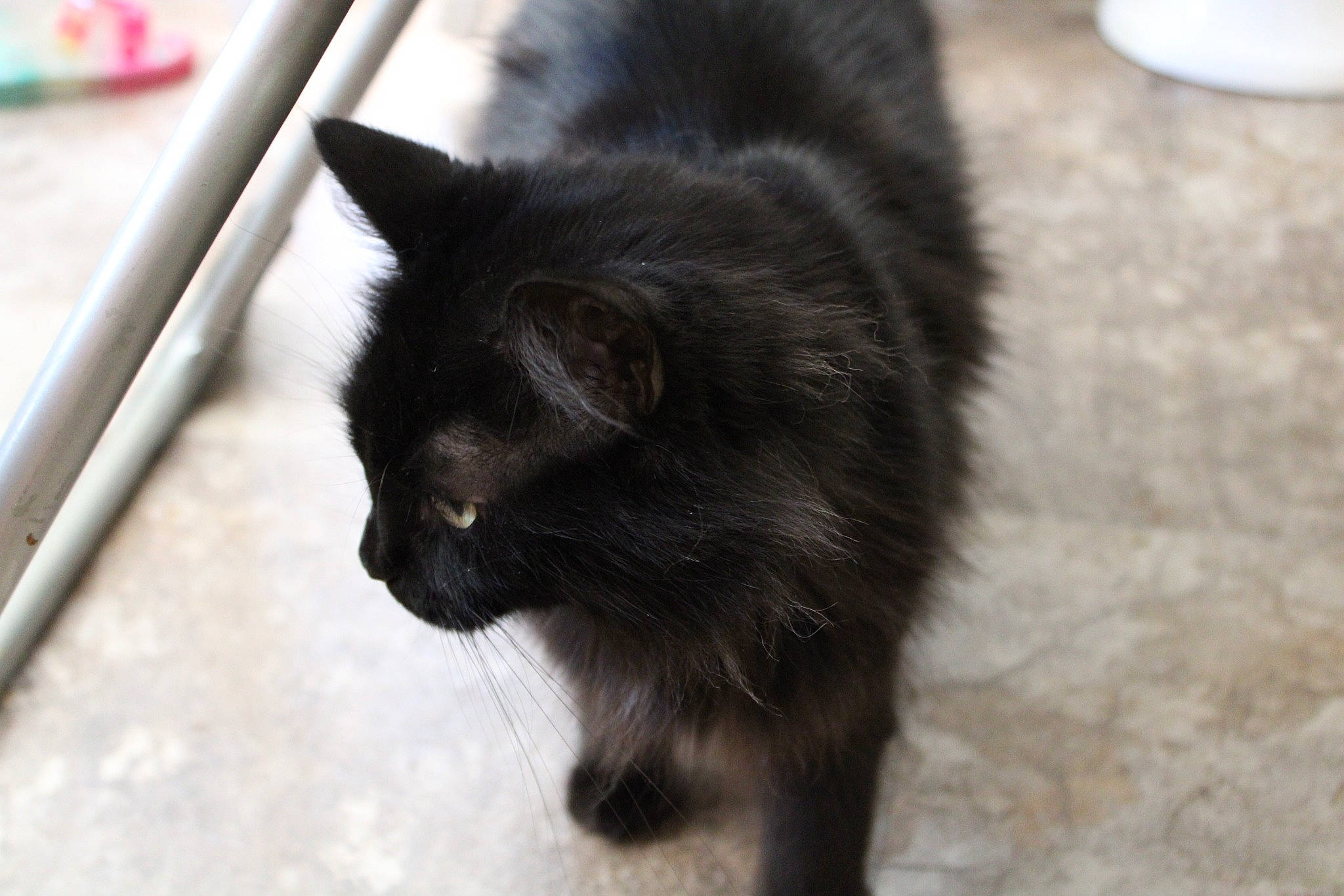 Felly is registered to the contest to win money with this photo: black_cat, bombay, carnivore, cat, claw, domestic_short_haired_cat, felidae, flooring, fur, paw, small_to_medium_sized_cats, tail, terrestrial_animal, whiskers