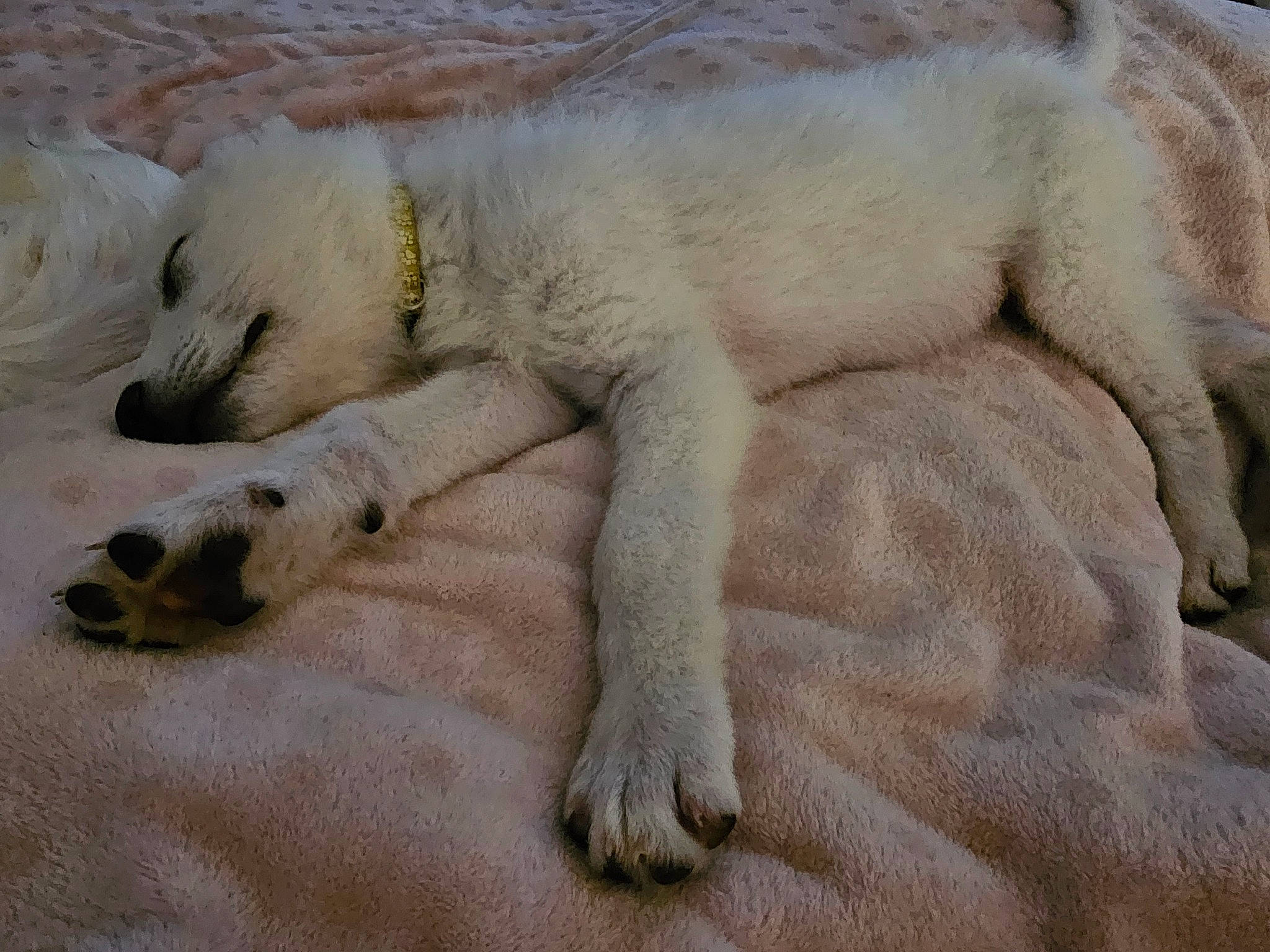 Fenrir is registered to the contest to win money with this photo: bear, canidae, carnivore, claw, dog_breed, drink, foam, fur, polar_bear, snout, sporting_group, terrestrial_animal, wildlife