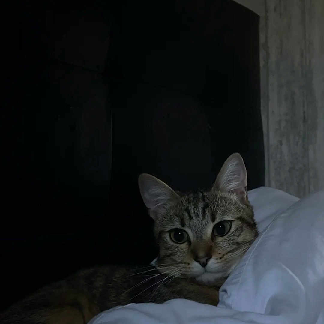 Twix a rejoint le concours — aidez-le/la à gagner de superbes lots ! abyssinian, animal, bed, bedroom, bedsheet, blanket, cat, computer, couch, cushion, egyptiancat, furniture, homedecor, indoors, kitten, manx, person, pet, room, sleeping