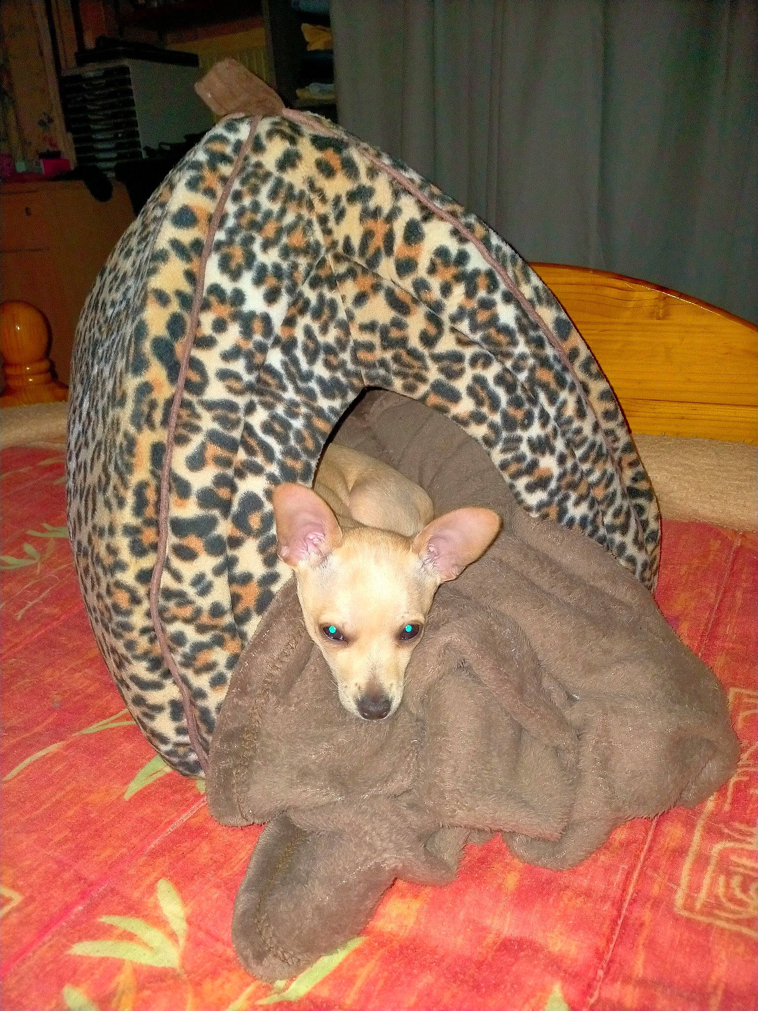 Smoothi participe au concours pour gagner de l'argent avec cette photo : canidae, carnivore, comfort, companion_dog, dog, dog_breed, dog_supply, fawn, felidae, flooring, hardwood, paw, pet_supply, room, sporting_group, tail, terrestrial_animal, toy_dog, wood, working_animal