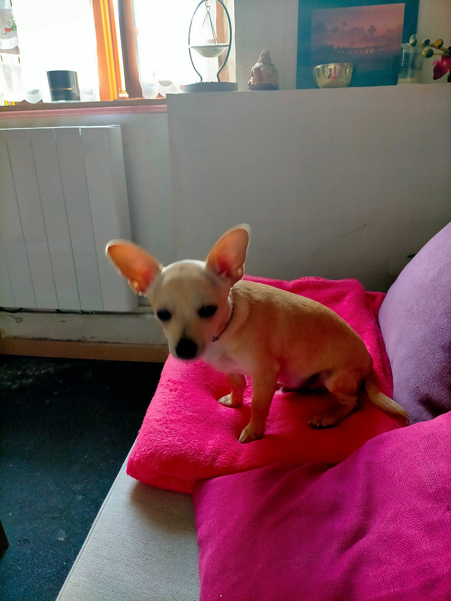 Smoothi participe au concours pour gagner de l'argent avec cette photo : carnivore, chihuahua, comfort, companion_dog, dog, dog_breed, dog_supply, ear, fawn, floor, flooring, picture_frame, pink, snout, sporting_group, tail, toy_dog, whiskers, window, wood