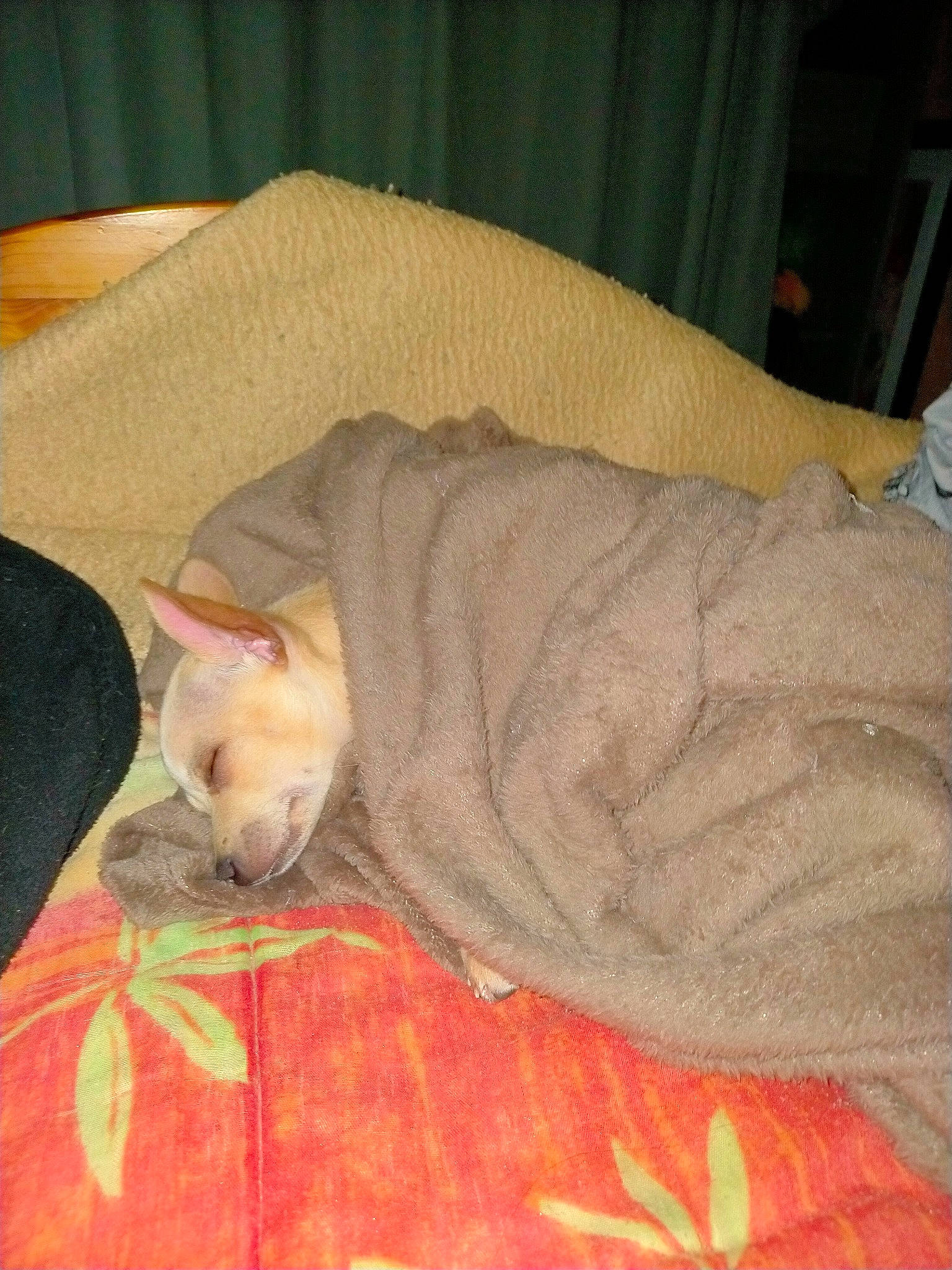 Smoothi participe au concours pour gagner de l'argent avec cette photo : bed, bed_sheet, bedding, carnivore, cat, comfort, couch, domestic_short_haired_cat, fawn, felidae, fur, hardwood, linens, nap, paw, small_to_medium_sized_cats, snout, tail, whiskers, wood