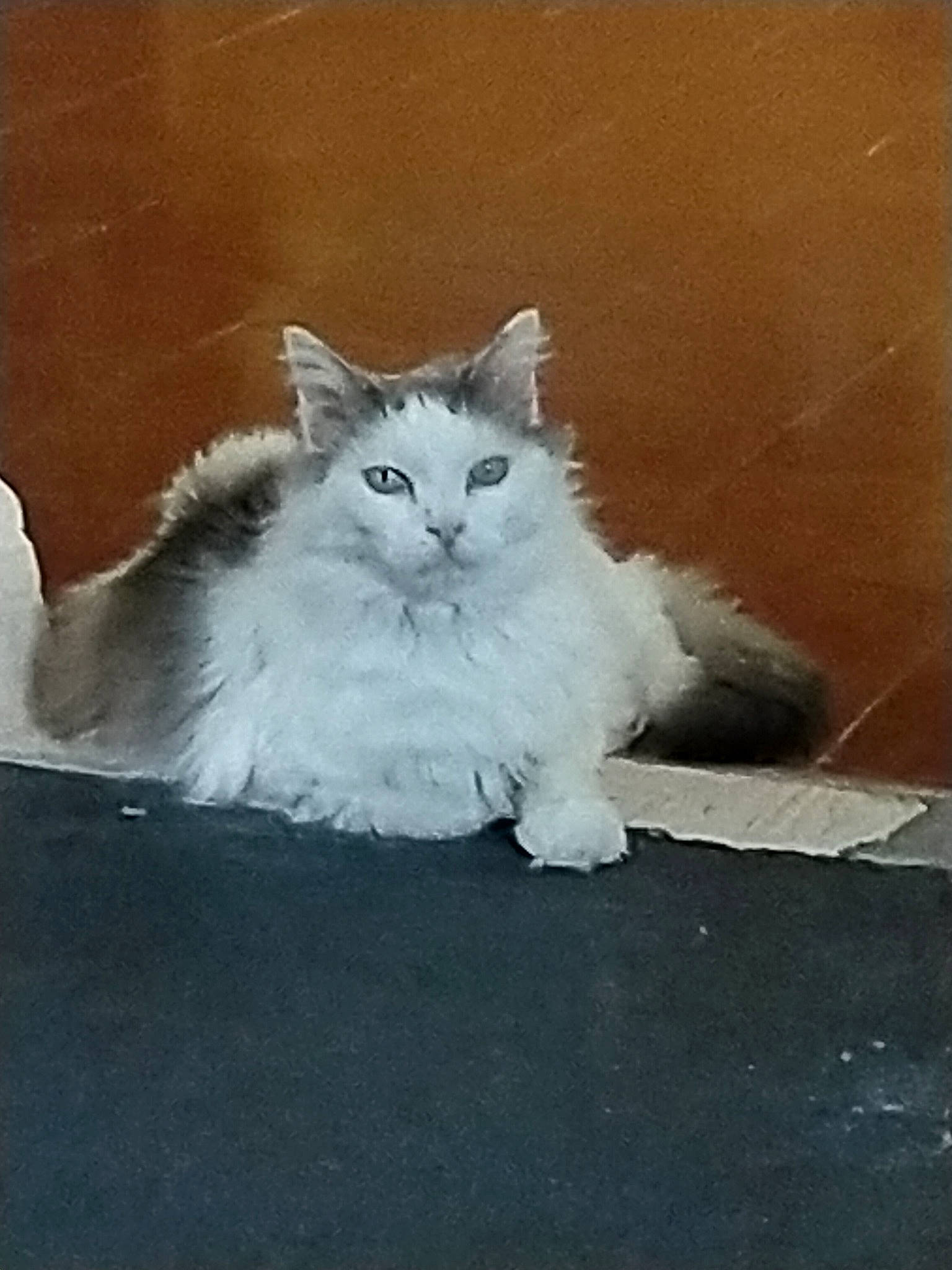 Samy participe au concours pour gagner de l'argent avec cette photo : art, british_longhair, carnivore, cat, felidae, fur, grey, paw, persian, ragdoll, small_to_medium_sized_cats, snout, tail, terrestrial_animal, whiskers