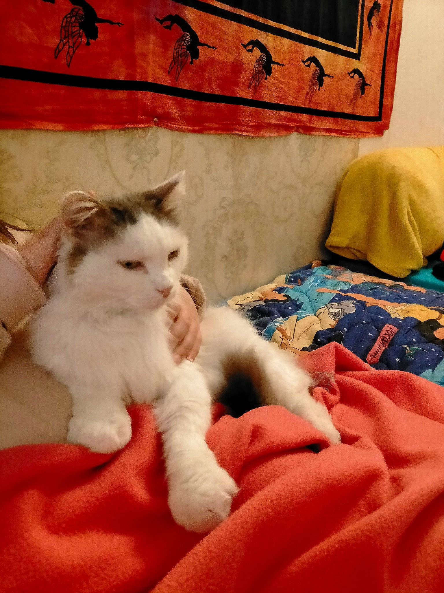 Samy a rejoint le concours — aidez-le/la à gagner de superbes lots ! carnivore, cat, comfort, domestic_short_haired_cat, eye, fawn, felidae, flooring, foot, fur, human_leg, lap, paw, picture_frame, small_to_medium_sized_cats, snout, tail, whiskers, window, wood