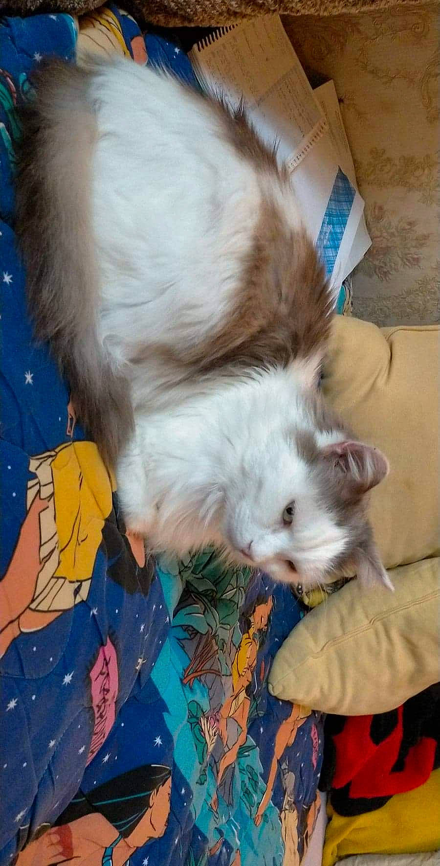 Samy participe au concours pour gagner de l'argent avec cette photo : art, box, british_longhair, canidae, carnivore, cat, claw, comfort, companion_dog, dog_breed, domestic_short_haired_cat, fawn, felidae, flooring, fur, gesture, paw, small_to_medium_sized_cats, tail, whiskers