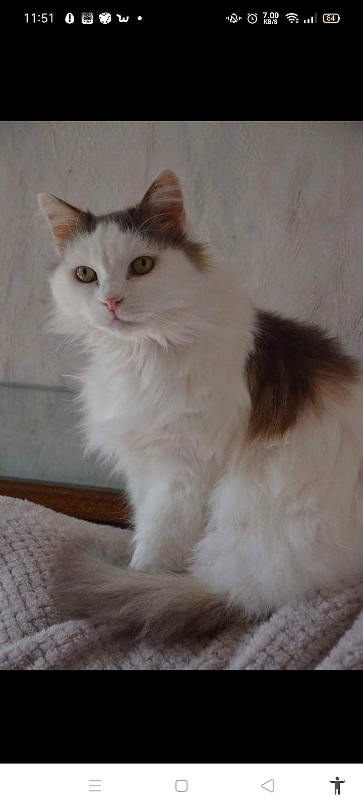 Samy participe au concours pour gagner de l'argent avec cette photo : british_longhair, carnivore, cat, felidae, fur, paw, small_to_medium_sized_cats, snout, tail, whiskers, window