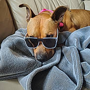 Lilleigh joined the competition — help win amazing prizes! dog, sunglasses, blanket, couch, brown_dog, pet, relaxed, indoors, leather_couch, cozy, canine, animal, fur, ears, snout, collar, resting, home, comfort, shade