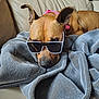 dog, sunglasses, blanket, couch, brown_dog, pet, relaxed, indoors, leather_couch, cozy, canine, animal, fur, ears, snout, collar, resting, home, comfort, shade