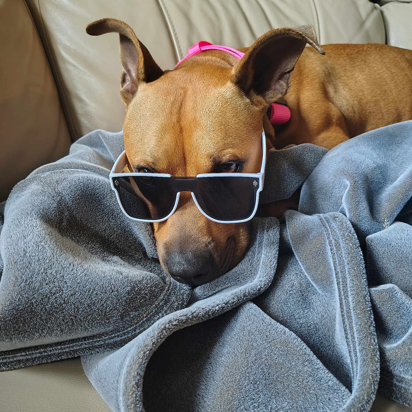 Lilleigh joined the competition — help win amazing prizes! animal, blanket, brown_dog, canine, collar, comfort, couch, cozy, dog, ears, fur, home, indoors, leather_couch, pet, relaxed, resting, shade, snout, sunglasses