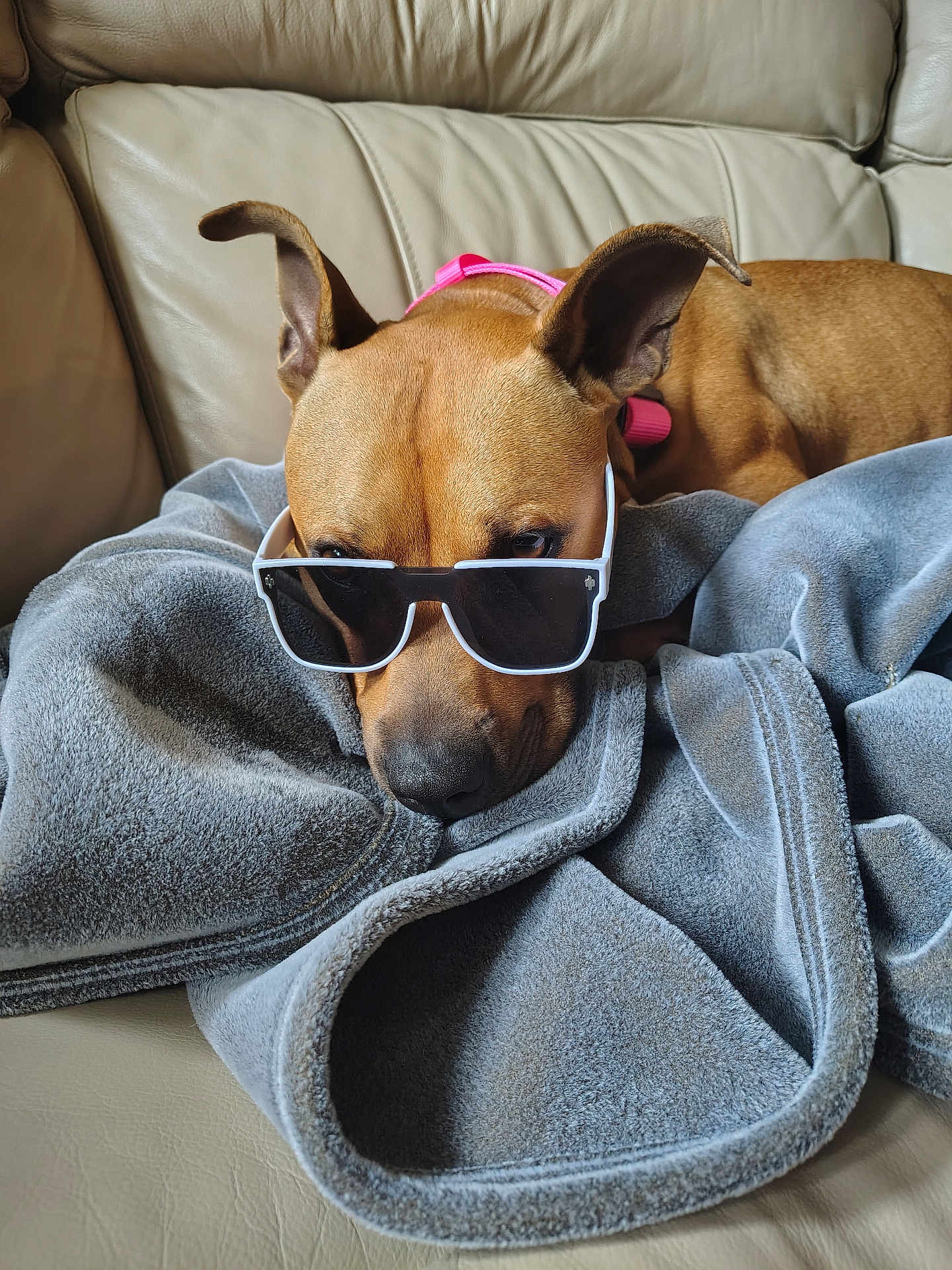 Lilleigh joined the competition — help win amazing prizes! dog, sunglasses, blanket, couch, brown_dog, pet, relaxed, indoors, leather_couch, cozy, canine, animal, fur, ears, snout, collar, resting, home, comfort, shade