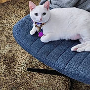 Star is registered to the contest to win money with this photo: cat, white_cat, pet, indoor, chair, blue_chair, carpet, furniture, collar, tags, chain, relaxed, animal, fur, whiskers, ears, paw, cute, domestic_cat, resting