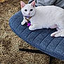 cat, white_cat, pet, indoor, chair, blue_chair, carpet, furniture, collar, tags, chain, relaxed, animal, fur, whiskers, ears, paw, cute, domestic_cat, resting