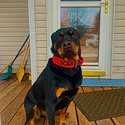 Scar is registered to the contest to win money with this photo: animal, black, brown, collar, dog, door, ears, face, fur, glass, outdoor, paws, pet, porch, quiet, reflection, rottweiler, shovel, sitting, wooden_floor