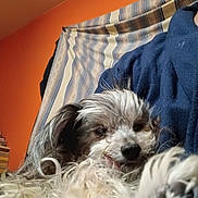 Mr D joined the competition — help win amazing prizes! dog, fluffy, curly_hair, pet, close_up, person, indoor, orange_wall, blue_clothing, fabric, relaxed, sleepy, cozy, companion, fur, animal, cute, resting, portrait, home