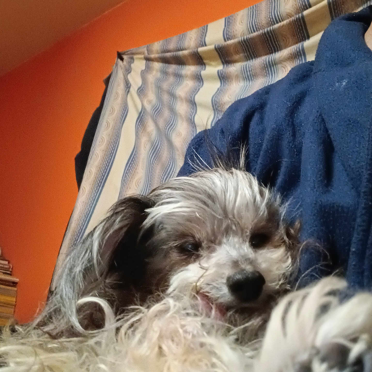 Mr D joined the competition — help win amazing prizes! animal, blue_clothing, close_up, companion, cozy, curly_hair, cute, dog, fabric, fluffy, fur, home, indoor, orange_wall, person, pet, portrait, relaxed, resting, sleepy