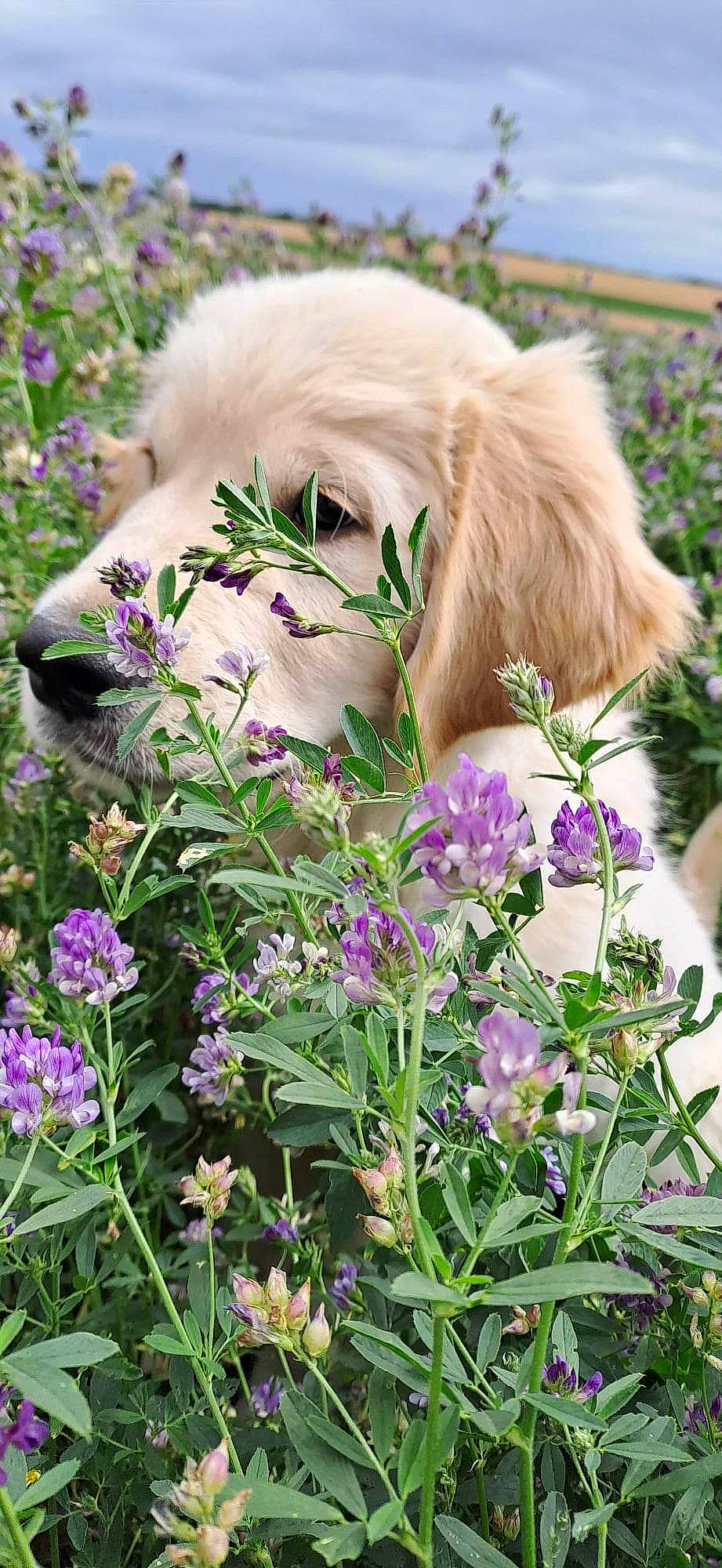 Urtys a rejoint le concours — aidez-le/la à gagner de superbes lots ! annual_plant, carnivore, companion_dog, dog_breed, fawn, flower, flowering_plant, forb, garden, gardening, grass, groundcover, herb, herbaceous_plant, lavender, petal, plant, purple, spring, subshrub