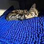 Achille participe au concours pour gagner de l'argent avec cette photo : cat, kitten, sleeping, blanket, blue_blanket, textured_blanket, cozy, pet, indoor, pillow, fur, tabby, whiskers, paw, nap, bedding, cushion, collar, peaceful, closeup