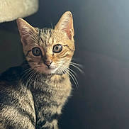 Achille participe au concours pour gagner de l'argent avec cette photo : cat, kitten, tabby, whiskers, eyes, pet, animal, portrait, indoor, close_up, fur, ears, sitting, looking_at_camera, bokeh, soft_light, feline, domestic_cat, cute, curious