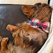 Ari a rejoint le concours — aidez-le/la à gagner de superbes lots ! dog, sleeping_dog, dachshund, bow_tie, plaid_bow, brown_fur, long_hair, pet, cozy, blanket, couch, leather_sofa, paw, close_up, nap, indoor, accessory, domestic_animal, portrait, resting