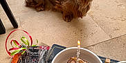 Ari a rejoint le concours — aidez-le/la à gagner de superbes lots ! dog, dachshund, longhaired_dachshund, pet, bowl, food, cake, candle, birthday, toy, ribbon, gift, indoor, tile_floor, water_bowl, looking_up, brown_fur, closeup, celebration, treat