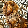Ari participe au concours pour gagner de l'argent avec cette photo : dog, dachshund, long_haired, dapple, pet, leash, clasp, tile_background, patterned_tile, sitting, portrait, brown_fur, floppy_ears, paws, nose, eyes, indoor, close_up, cute, attentive
