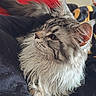 cat, fluffy, long_hair, pet, animal, feline, ears, whiskers, fur, resting, indoor, blanket, red_background, side_view, cute, domestic_animal, relaxed, cozy, portrait, mammal