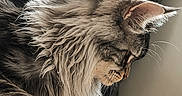 Alpha participe au concours pour gagner de l'argent avec cette photo : cat, long_hair, pet, feline, indoor, toy, string, window, light, fur, whiskers, paw, side_view, resting, curious, domestic_animal, animal, close_up, home, relaxed