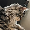 cat, long_hair, pet, feline, indoor, toy, string, window, light, fur, whiskers, paw, side_view, resting, curious, domestic_animal, animal, close_up, home, relaxed