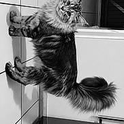 Alpha participe au concours pour gagner de l'argent avec cette photo : cat, feline, pet, fluffy, curious, tilted_head, tiled_floor, indoor, black_and_white, fur, whiskers, tail, eyes, portrait, animal, domestic, kitchen, floor, cute, looking