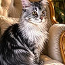 cat, silver_tabby, feline, yellow_eyes, fluffy_fur, sitting, armchair, ornate_chair, plush, luxury, indoor, pet, portrait, soft_light, bokeh, cozy, furniture, whiskers, alert, closeup