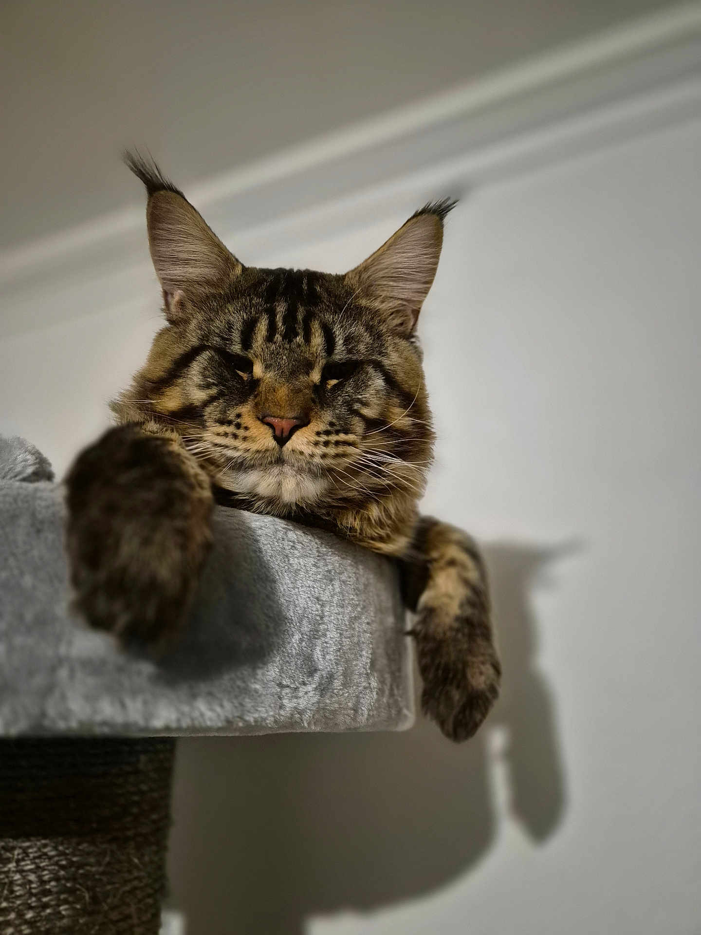 Urus a rejoint le concours — aidez-le/la à gagner de superbes lots ! cat, maine_coon, pet, feline, animal, ears, fur, whiskers, paws, perch, gray, indoor, relaxed, sleepy, closeup, portrait, mammal, domestic, cute, fluffy