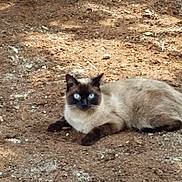 Ninouche participe au concours pour gagner de l'argent avec cette photo :