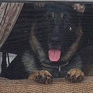 Gabriel joined the competition — help win amazing prizes! animal, canine, close_up, collar, curtain, cute, dark, dog, face, fur, grainy, indoor, low_light, paws, peeking, pet, resting, texture, tongue, window