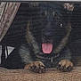 animal, canine, close_up, collar, curtain, cute, dark, dog, face, fur, grainy, indoor, low_light, paws, peeking, pet, resting, texture, tongue, window