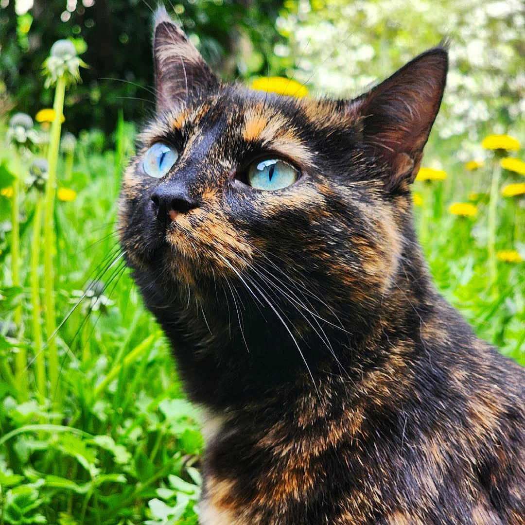 Nougat a rejoint le concours — aidez-le/la à gagner de superbes lots ! abyssinian, angora, animal, blackcat, brasssection, cat, daisy, flower, grass, green, herbal, herbs, horn, iris, kitten, manx, musicalinstrument, pet, plant, vegetation