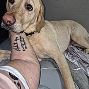 Henry joined the competition — help win amazing prizes! dog, labrador, yellow_labrador, pet, bed, tattoo, arm, indoor, resting, lying_down, blanket, striped_blanket, comfort, animal, domestic_animal, canine, fur, closeup, collar, human